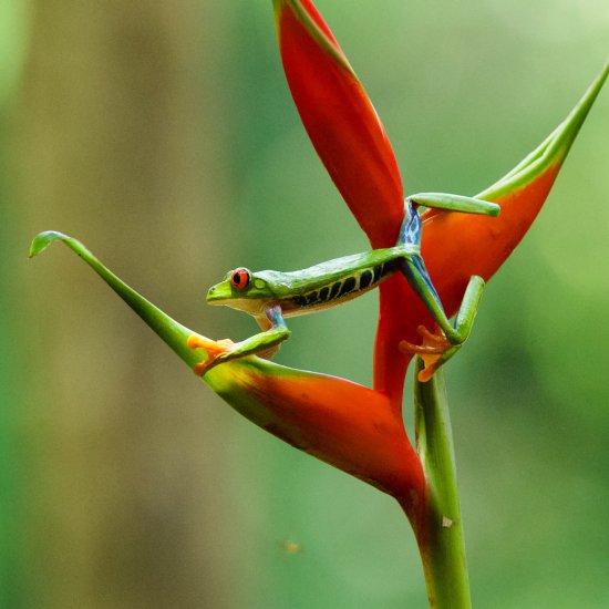 Rotaugenlaubfrosch © Barbara Wünsche
