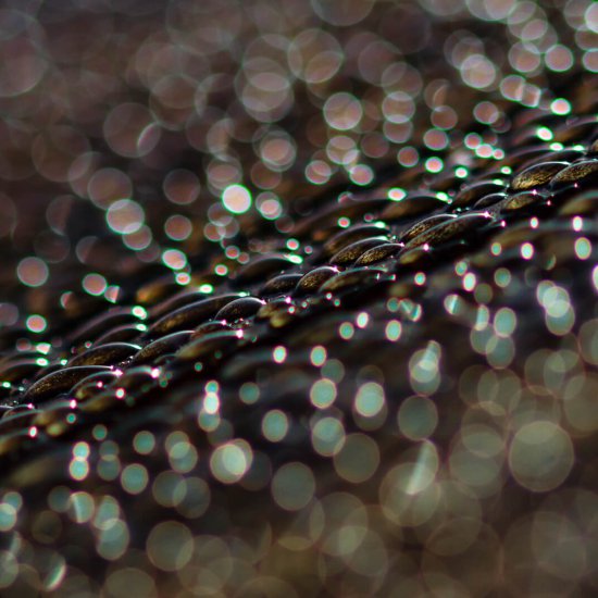 Wasserperlen © Connie Kluge