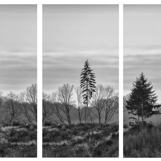 Drei Bäume © Udo Strassmann