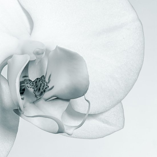 Flora © Rolf Heinrichs